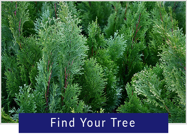 Find your Tree